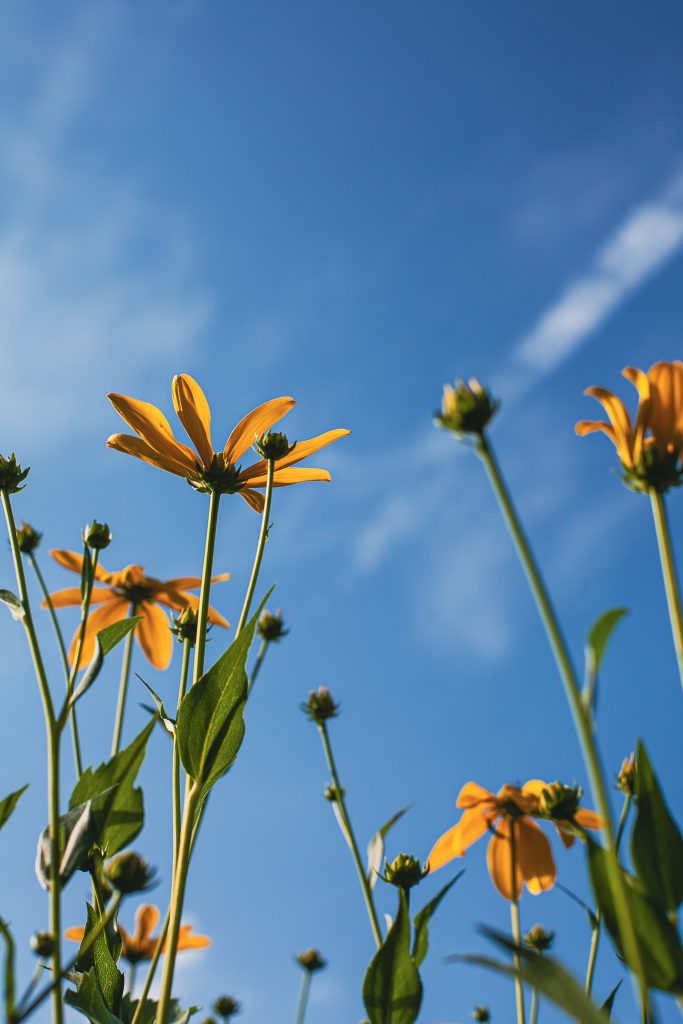 Sommerblumen wachsen dem blauen Himmel entgegen.